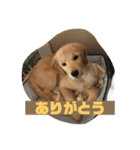 こはなとごろうのスタンプ（個別スタンプ：3）
