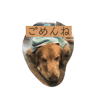こはなとごろうのスタンプ（個別スタンプ：5）