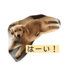 こはなとごろうのスタンプ（個別スタンプ：6）