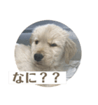 こはなとごろうのスタンプ（個別スタンプ：7）
