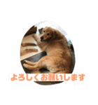 こはなとごろうのスタンプ（個別スタンプ：8）
