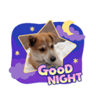 保護犬 諭吉（個別スタンプ：2）