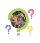 保護犬 諭吉（個別スタンプ：3）