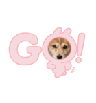 保護犬 諭吉（個別スタンプ：4）
