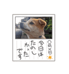 保護犬 諭吉（個別スタンプ：5）