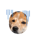 保護犬 諭吉（個別スタンプ：6）