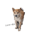 保護犬 諭吉（個別スタンプ：8）