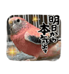 ゆきちゃん宅スタンプ33（個別スタンプ：22）