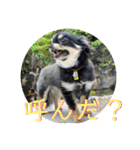 まめしーむぎ（個別スタンプ：1）