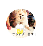 まめしーむぎ（個別スタンプ：2）