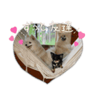 まめしーむぎ（個別スタンプ：5）