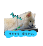 まめしーむぎ（個別スタンプ：6）