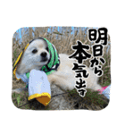 まめしーむぎ（個別スタンプ：9）
