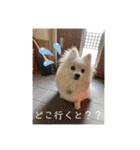 まめしーむぎ（個別スタンプ：11）