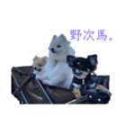 まめしーむぎ（個別スタンプ：13）