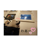 まめしーむぎ（個別スタンプ：14）