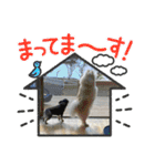 まめしーむぎ（個別スタンプ：16）