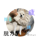 まめしーむぎ（個別スタンプ：19）