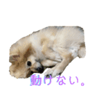 まめしーむぎ（個別スタンプ：20）