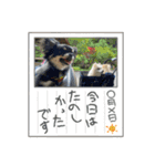 まめしーむぎ（個別スタンプ：24）