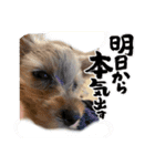 アルとリン（個別スタンプ：6）