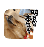 てんてんの日常〜Part4〜（個別スタンプ：33）