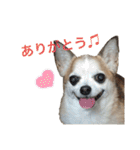 イヌリンボンバー（個別スタンプ：2）