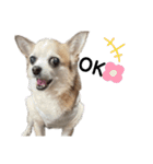 イヌリンボンバー（個別スタンプ：6）
