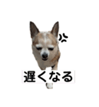 イヌリンボンバー（個別スタンプ：14）