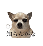 イヌリンボンバー（個別スタンプ：38）