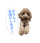 トイプードル・いろはの日常 2（個別スタンプ：4）