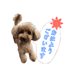 トイプードル・いろはの日常 2（個別スタンプ：6）