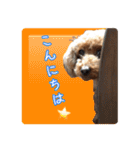 トイプードル・いろはの日常 2（個別スタンプ：7）