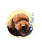 トイプードル・いろはの日常 2（個別スタンプ：8）