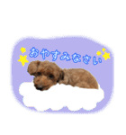 トイプードル・いろはの日常 2（個別スタンプ：9）