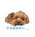 トイプードル・いろはの日常 2（個別スタンプ：16）