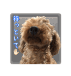 トイプードル・いろはの日常 2（個別スタンプ：18）