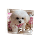 LUNA＆SEAでーす！！毎日会話だワン！！（個別スタンプ：3）