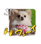 LUNA＆SEAでーす！！毎日会話だワン！！（個別スタンプ：4）