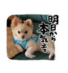 LUNA＆SEAでーす！！毎日会話だワン！！（個別スタンプ：6）