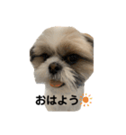 大きくなったおもち（個別スタンプ：2）