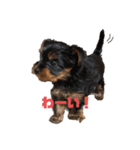 可愛いリアルヨーキー 子犬（個別スタンプ：1）