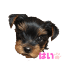 可愛いリアルヨーキー 子犬（個別スタンプ：2）