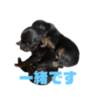 可愛いリアルヨーキー 子犬（個別スタンプ：3）