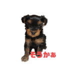 可愛いリアルヨーキー 子犬（個別スタンプ：4）