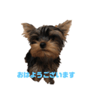 可愛いリアルヨーキー 子犬（個別スタンプ：5）