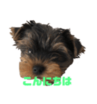可愛いリアルヨーキー 子犬（個別スタンプ：6）