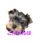 可愛いリアルヨーキー 子犬（個別スタンプ：7）