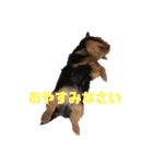 可愛いリアルヨーキー 子犬（個別スタンプ：8）