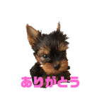 可愛いリアルヨーキー 子犬（個別スタンプ：11）